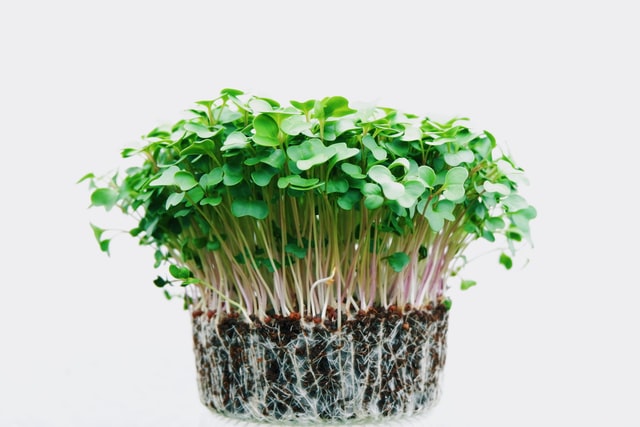 Indoor Microgreens