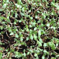 What Are the Best Selling Microgreens?