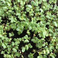 Microgreens