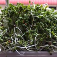 What Are the Health Benefits of Microgreens?