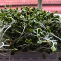 What Can Be Grown As Microgreens?