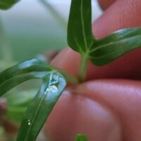 Microgreens