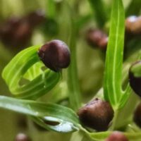 Microgreens