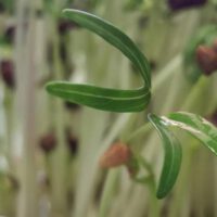 What is the Healthiest Microgreen?