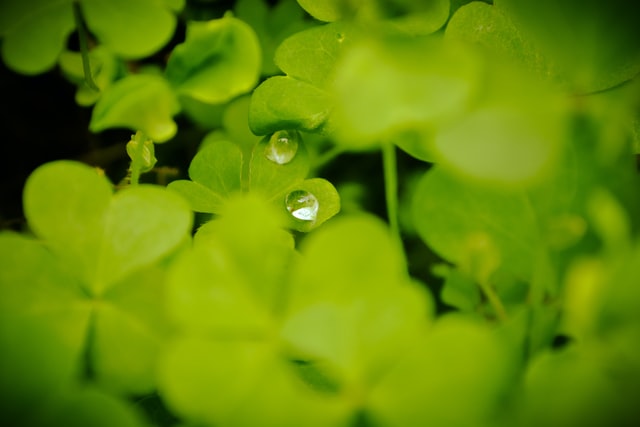 Microgreens