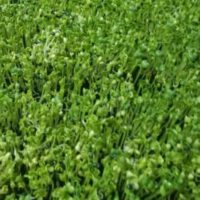 What Microgreens Can I Grow At Home?