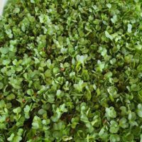 Microgreens