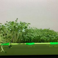 Microgreen Growing Kits