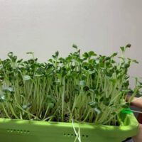 Microgreen Growing Kits