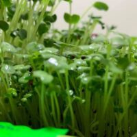 Questions You May Be Wondering About Which Are the Best Microgreens?