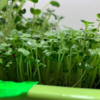 Which is Healthier Sprouts Or Microgreens?