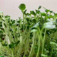 Microgreens