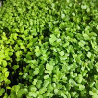 Which Microgreens Are the Healthiest?