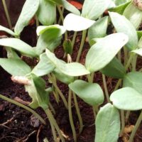 Microgreens