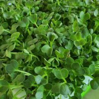 Microgreens