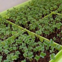 Microgreen Growing Kits