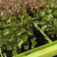 Microgreen Growing Kits