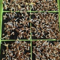 Microgreen seeds