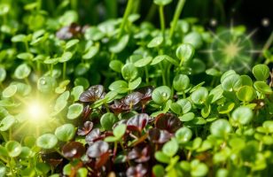 strict microgreens diet