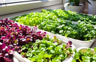 microgreen seeds