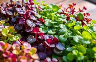 microgreen seeds