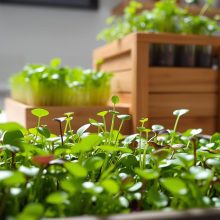 Microgreens DIY Projects