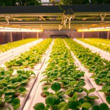 Microgreens Growing Techniques