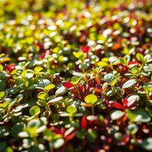 Microgreens Health Benefits