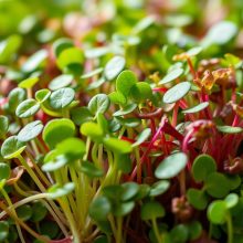 Microgreens Health Benefits