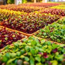 Microgreens Health Benefits