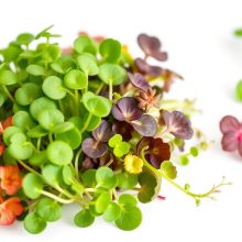 Microgreens Health Benefits