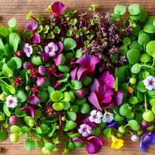 Microgreens and Diets