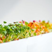 Microgreens and Diets